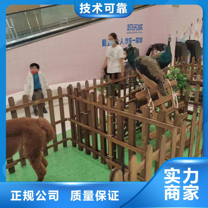 馬戲團(tuán)/羊駝_馬戲團(tuán)表演出租租賃售后保障