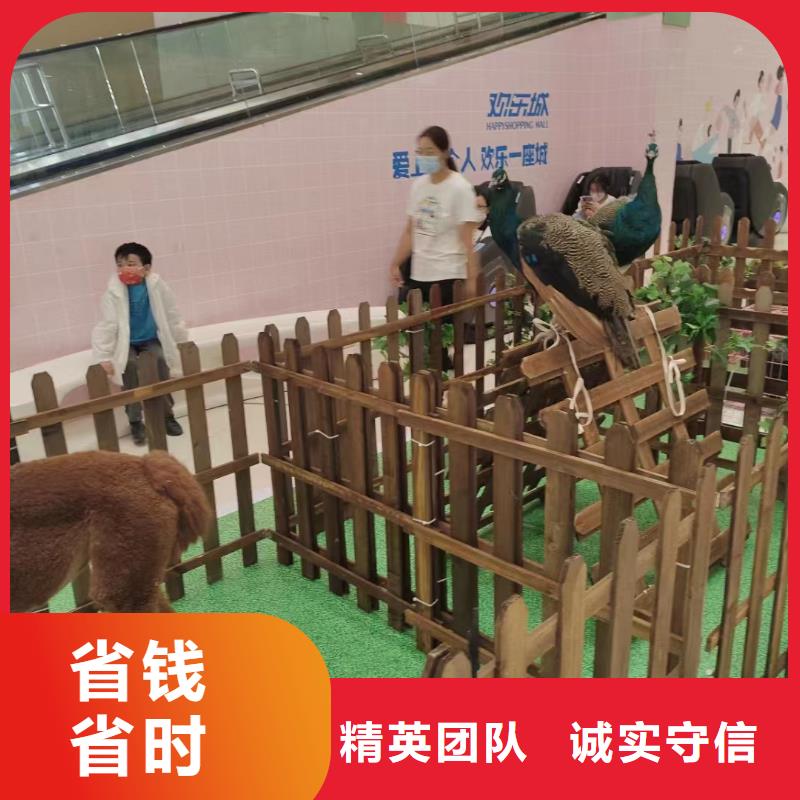 马戏团/羊驼,马戏团表演出租租赁多家服务案例