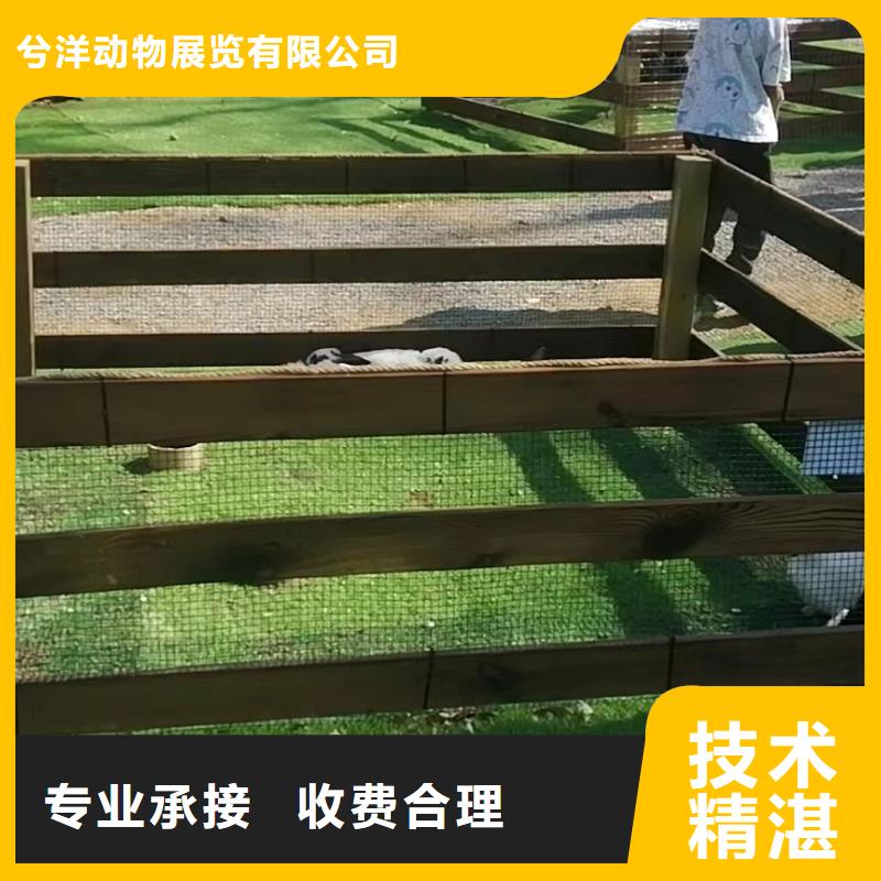 馬戲團(tuán)/羊駝海洋展租賃一站式服務(wù)
