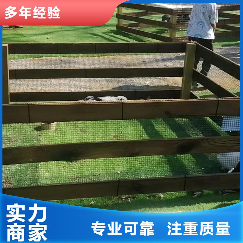 馬戲團(tuán)/羊駝_馬戲團(tuán)表演出租租賃售后保障