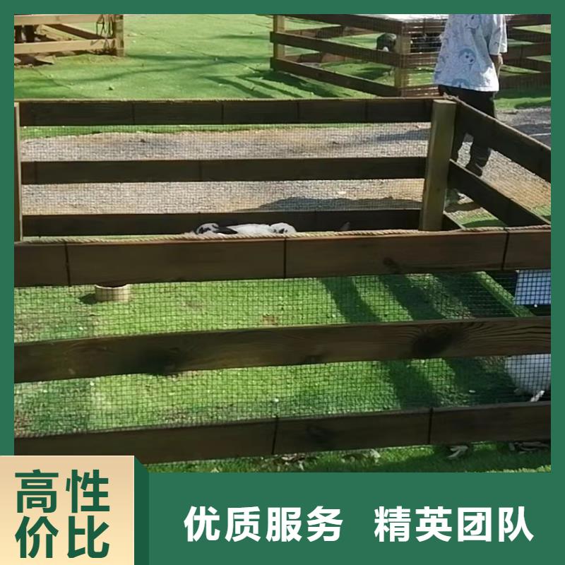 馬戲團/羊駝馬戲表演正規(guī)團隊