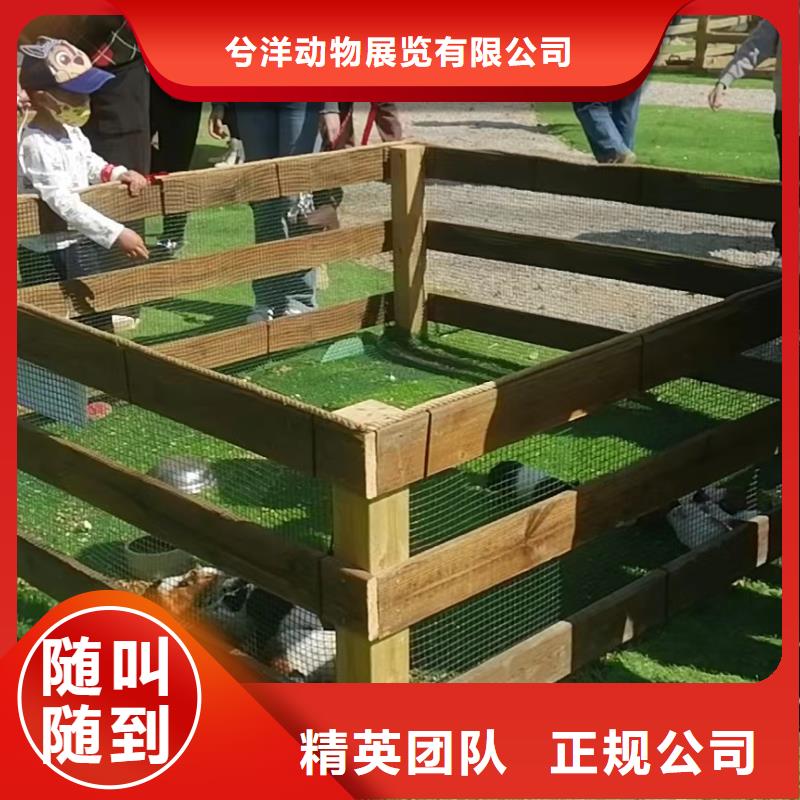 馬戲團(tuán)/羊駝【企鵝表演】誠信放心