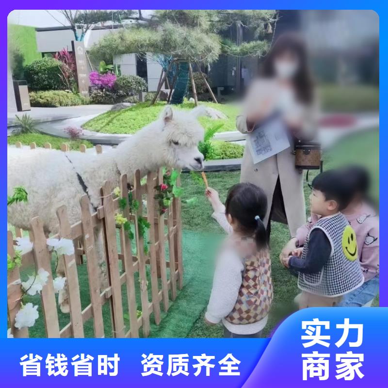 马戏团/羊驼马戏团表演出租租赁品质卓越
