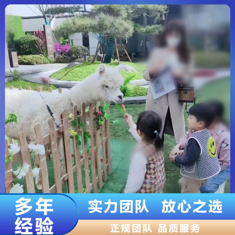 馬戲團(tuán)/羊駝_小馬戲表演出租經(jīng)驗(yàn)豐富