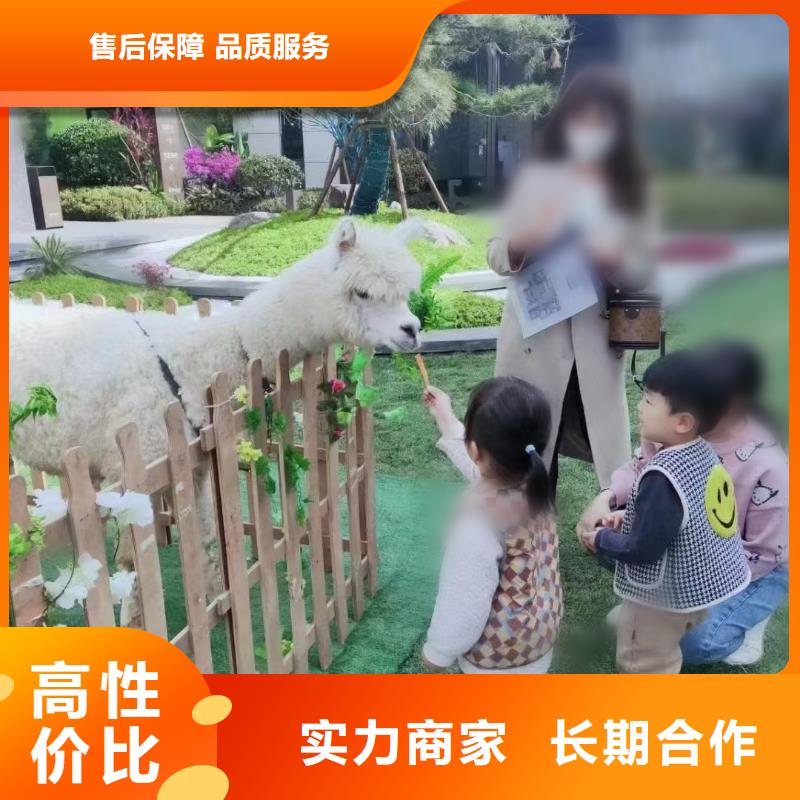 馬戲團/羊駝_小馬戲出租質(zhì)量保證