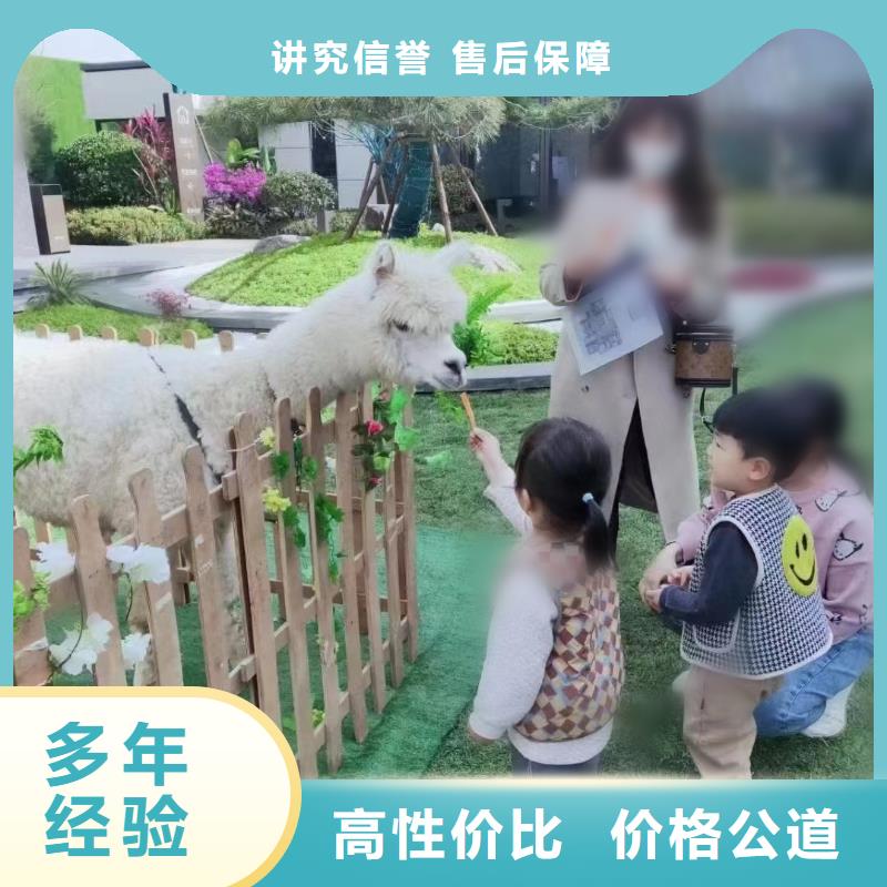 【馬戲團/羊駝】-動物展覽秀高品質