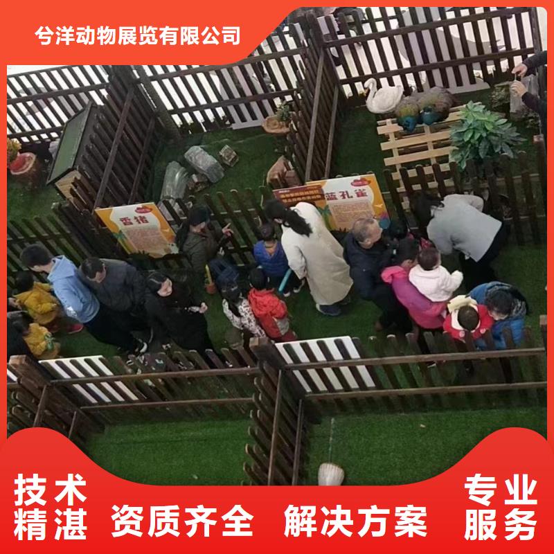 马戏团/羊驼小马戏出租正规