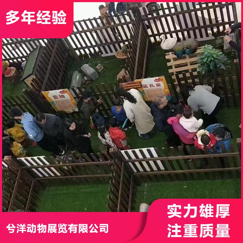 馬戲團(tuán)/羊駝_海豚表演先進(jìn)的技術(shù)