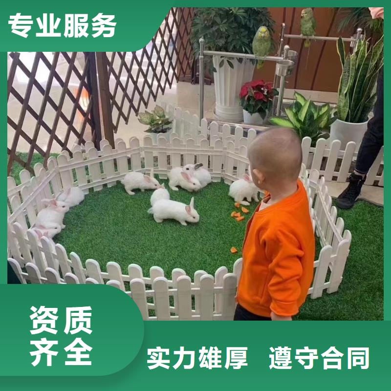 馬戲團(tuán)/羊駝_出租動物表演公司
