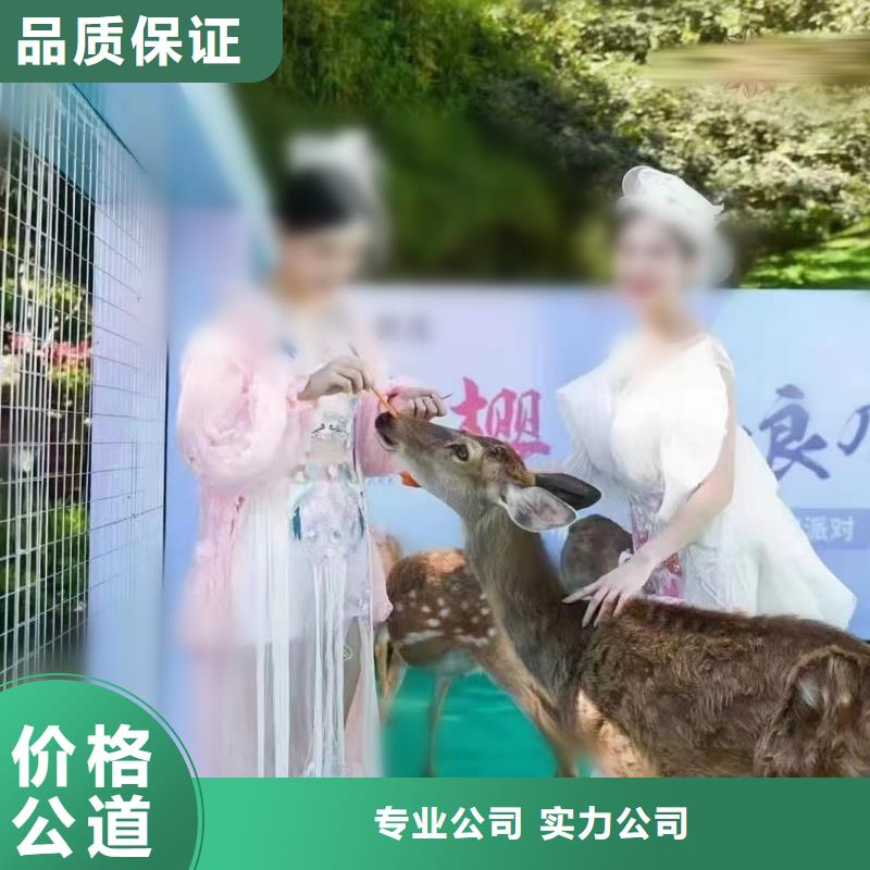马戏团/羊驼小马戏出租正规