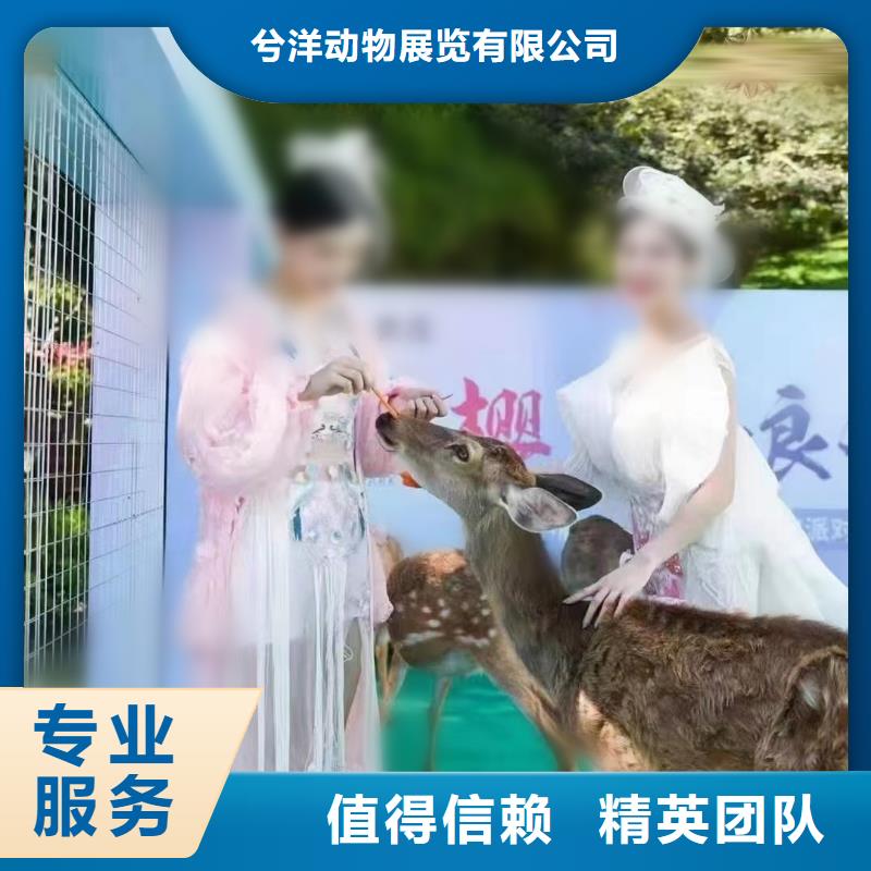 馬戲團(tuán)/羊駝動(dòng)物展覽秀技術(shù)成熟