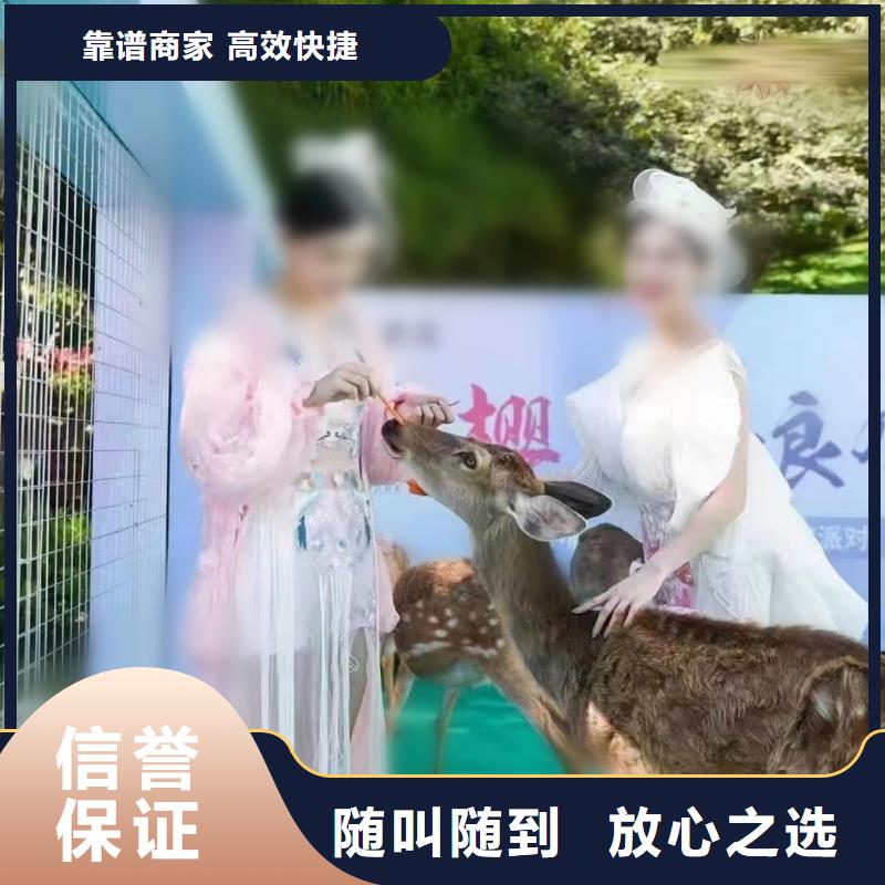 马戏团/羊驼出租马戏团表演2025公司
