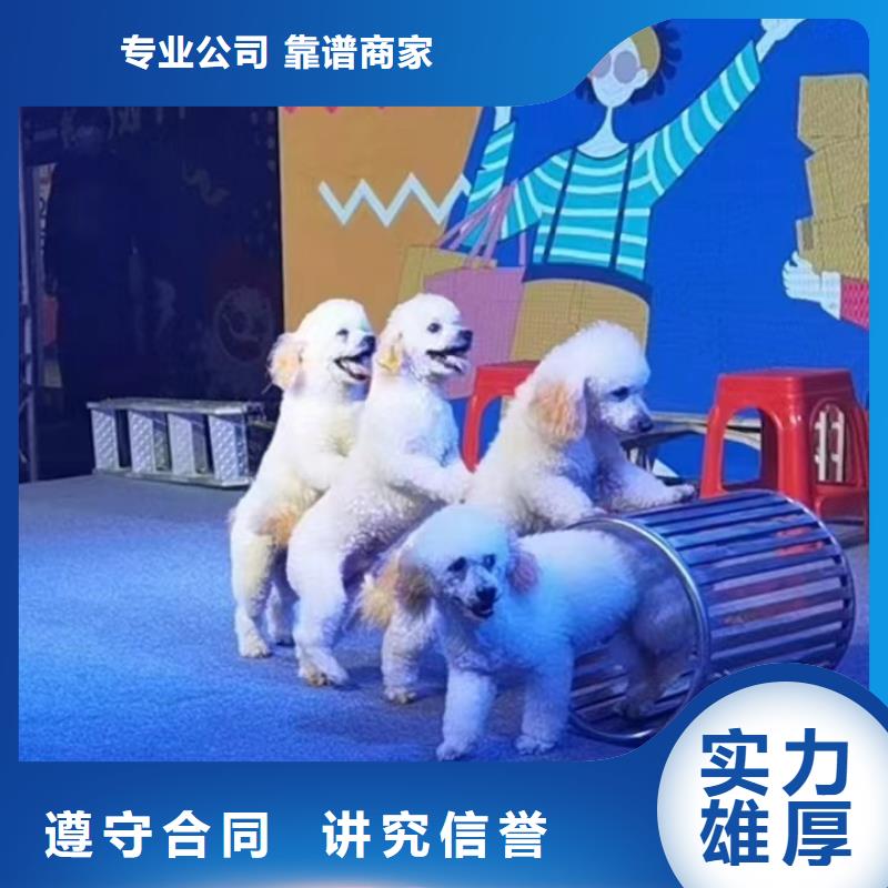 马戏团/羊驼_小马戏表演出租经验丰富