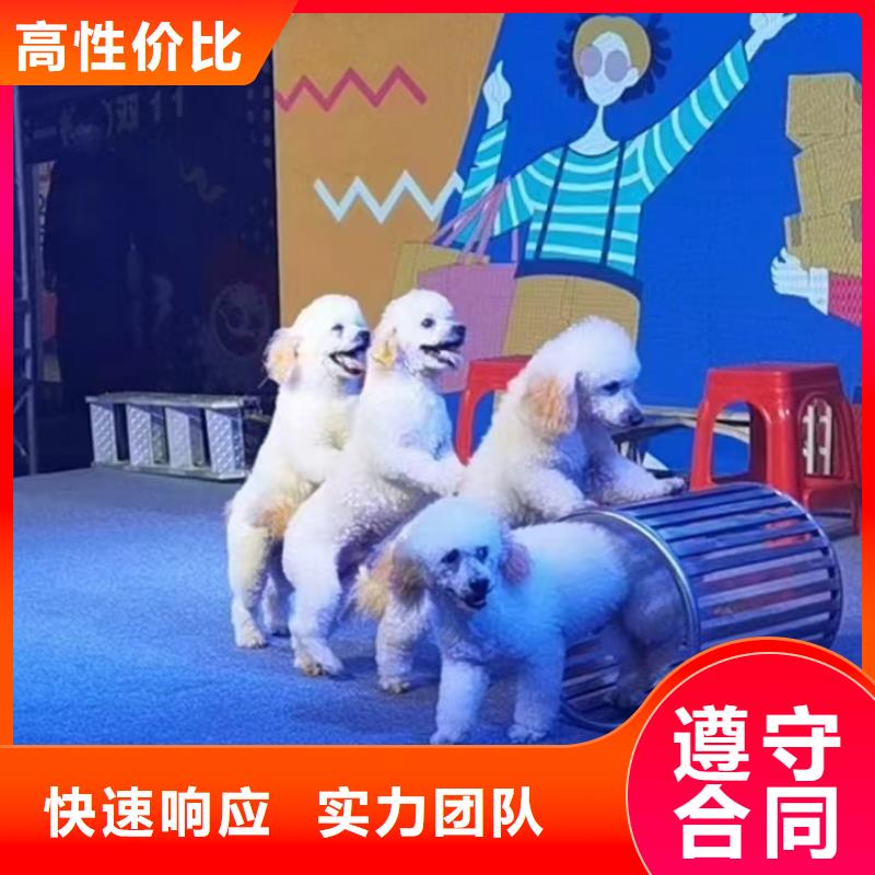 馬戲團(tuán)/羊駝 【出租海獅表演】2025公司精心