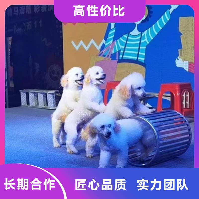 馬戲團/羊駝動物表演出租先進的技術