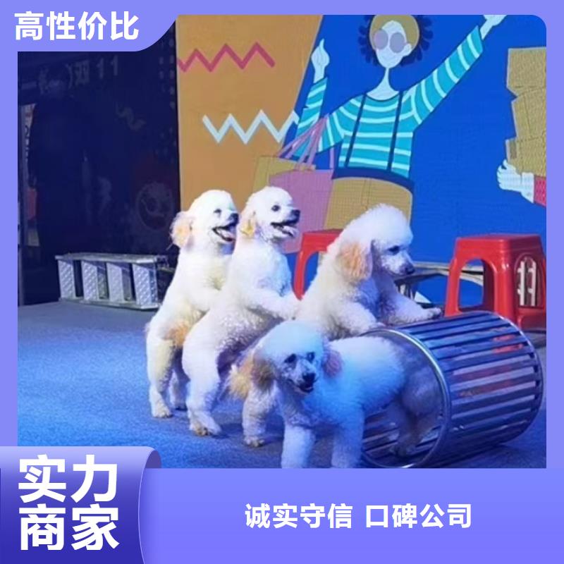 马戏团/羊驼企鹅出租表演技术精湛