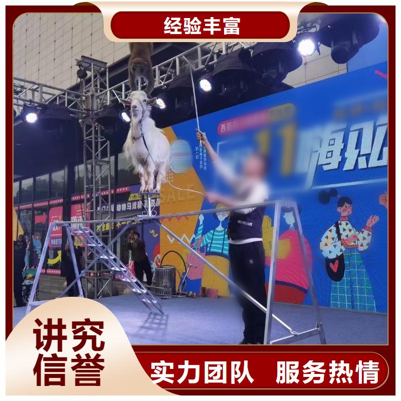 馬戲團/羊駝馬戲團表演收費合理