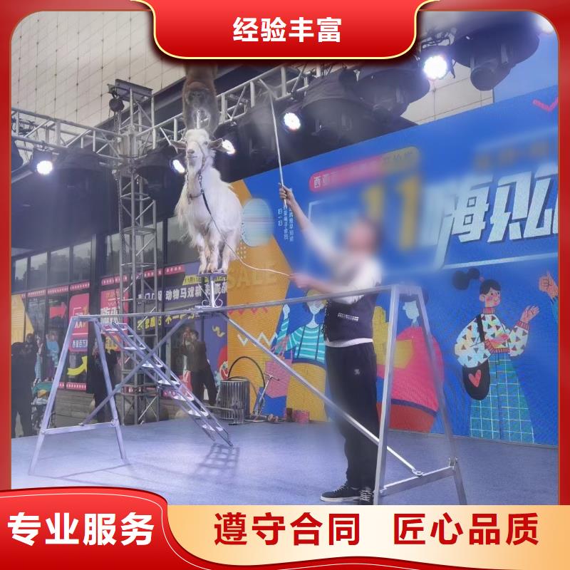 馬戲團(tuán)/羊駝房地產(chǎn)開盤慶典多年行業(yè)經(jīng)驗(yàn)