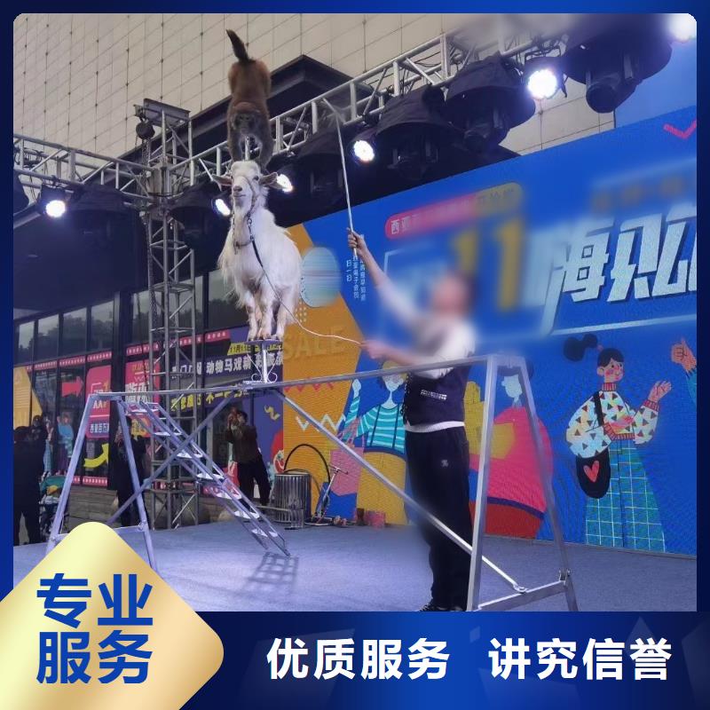 馬戲團/羊駝,【出租馬戲表演】省錢省時