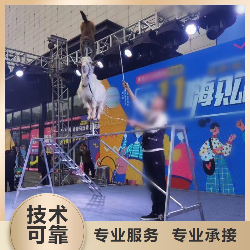 马戏团/羊驼鹦鹉表演租赁放心之选