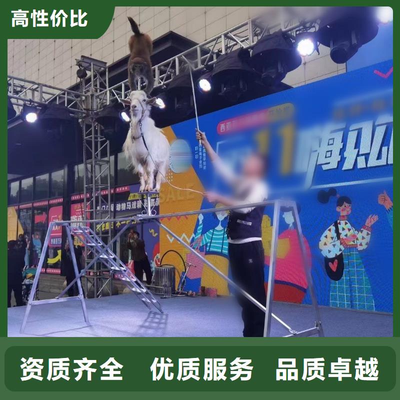 馬戲團(tuán)/羊駝_動(dòng)物雜技表演省錢省時(shí)