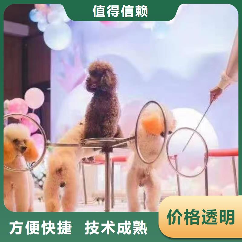 馬戲團(tuán)/羊駝【【海獅表演出租】】誠實(shí)守信