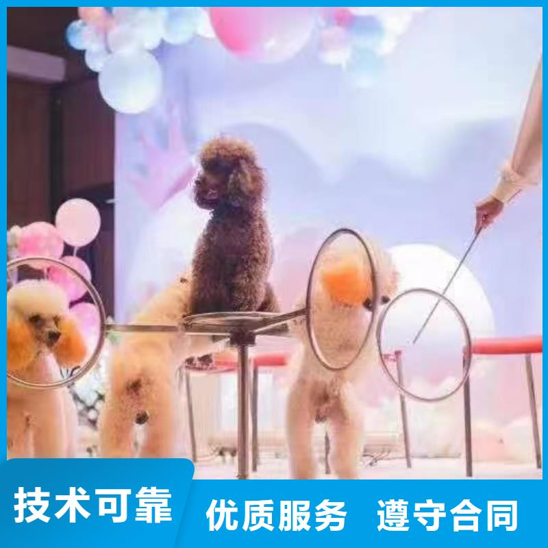 馬戲團/羊駝-羊駝出租先進的技術