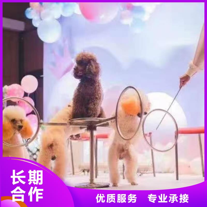 馬戲團(tuán)/羊駝出租企鵝實力商家