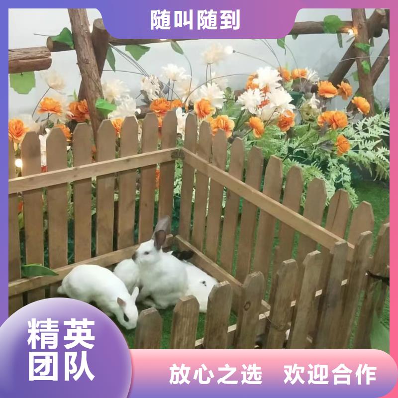 【馬戲團/羊駝】海獅表演出租匠心品質