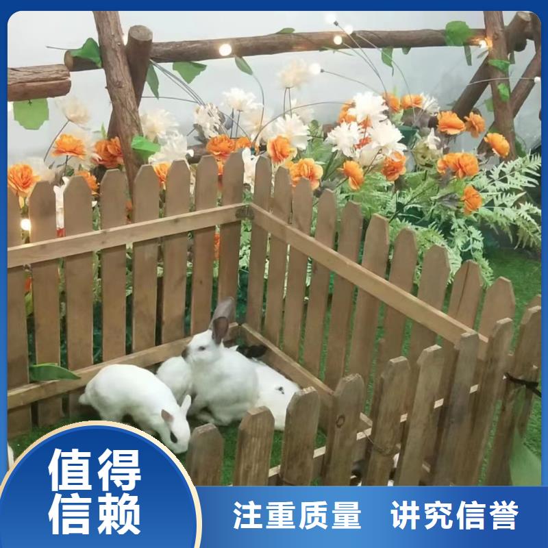 马戏团/羊驼企鹅出租齐全