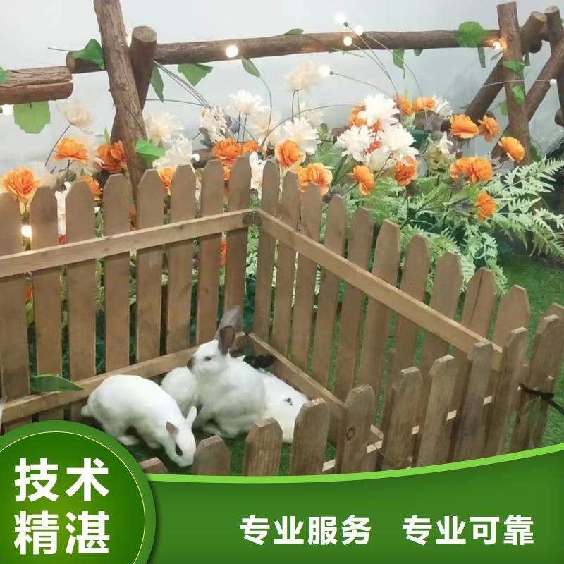马戏团/羊驼,商场马戏表演出租专业