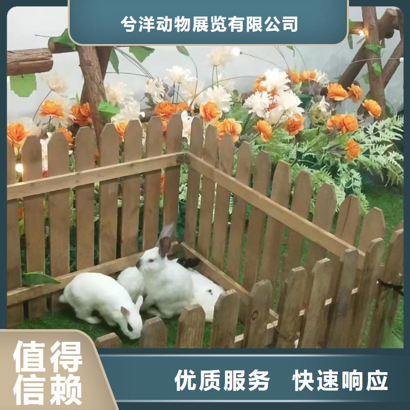 动物表演出租