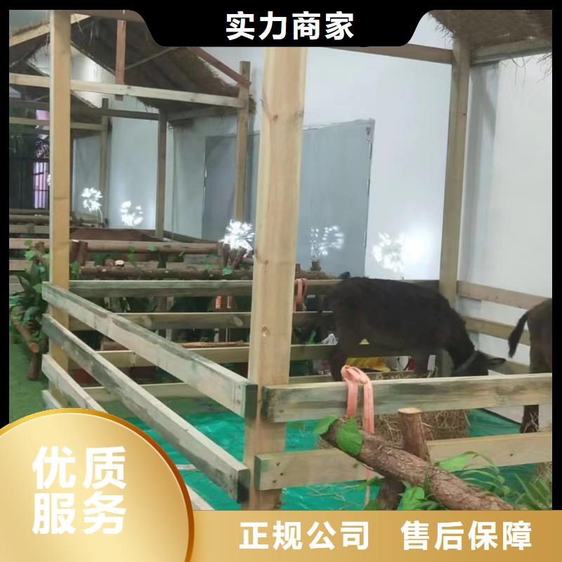 馬戲團(tuán)/羊駝美人魚(yú)表演品質(zhì)卓越