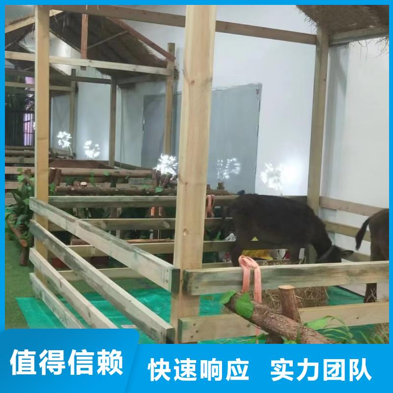 馬戲團/羊駝_小馬戲出租質(zhì)量保證