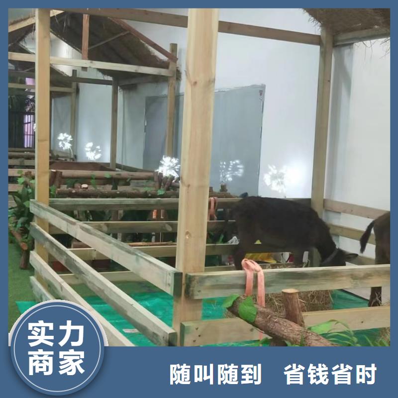 马戏团/羊驼 【出租海狮表演】2025公司精心
