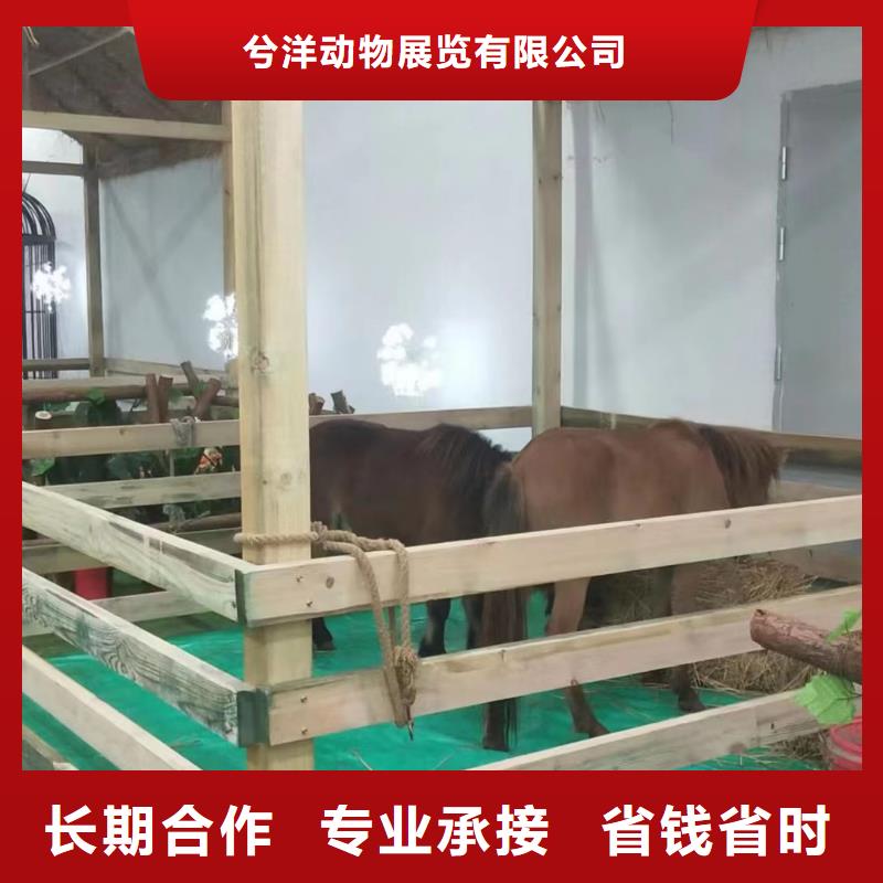 马戏团/羊驼海洋展租赁专业