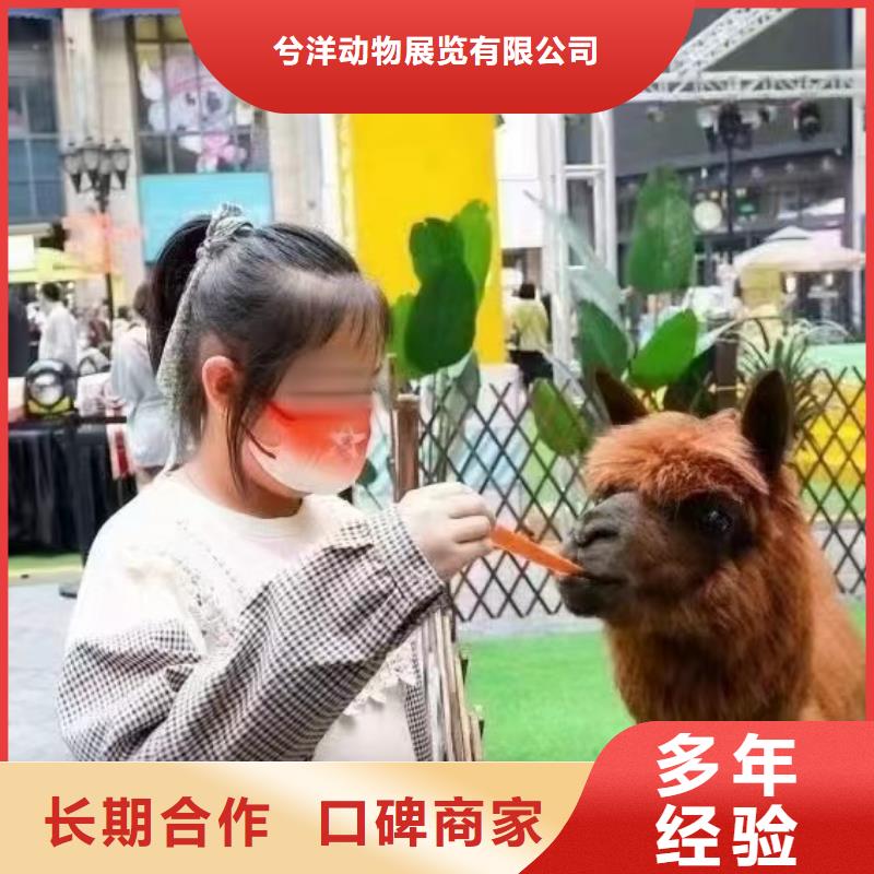 馬戲團/羊駝【海獅表演】有實力