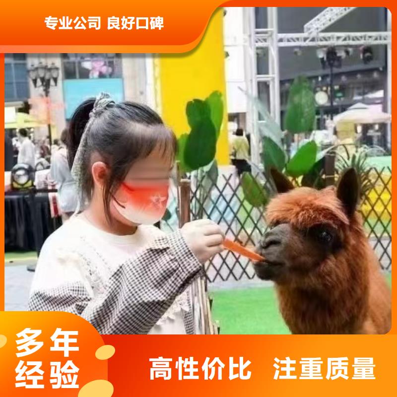 马戏团/羊驼 动物表演实力公司