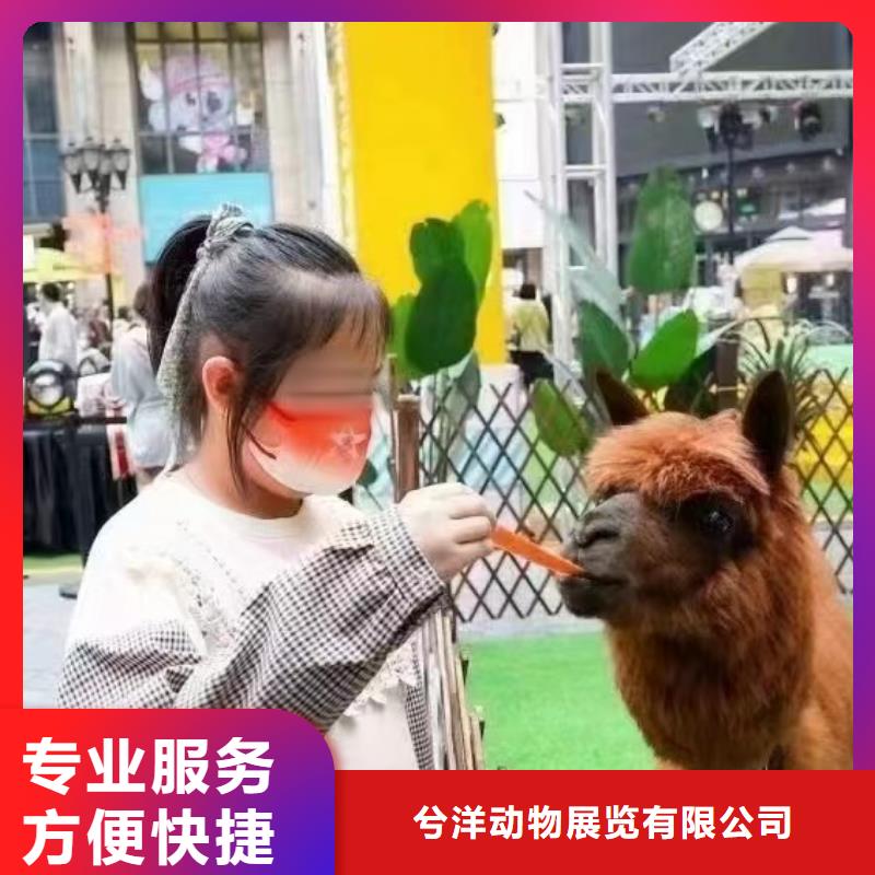 马戏团/羊驼-马戏团表演多年经验