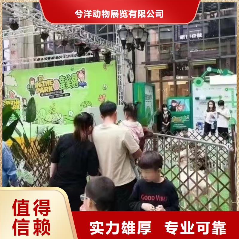 馬戲團(tuán)/羊駝海獅表演出租專(zhuān)業(yè)公司
