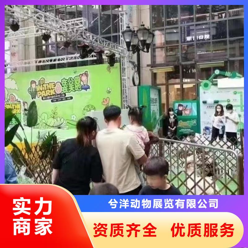 馬戲團(tuán)/羊駝出租表演海獅2025公司
