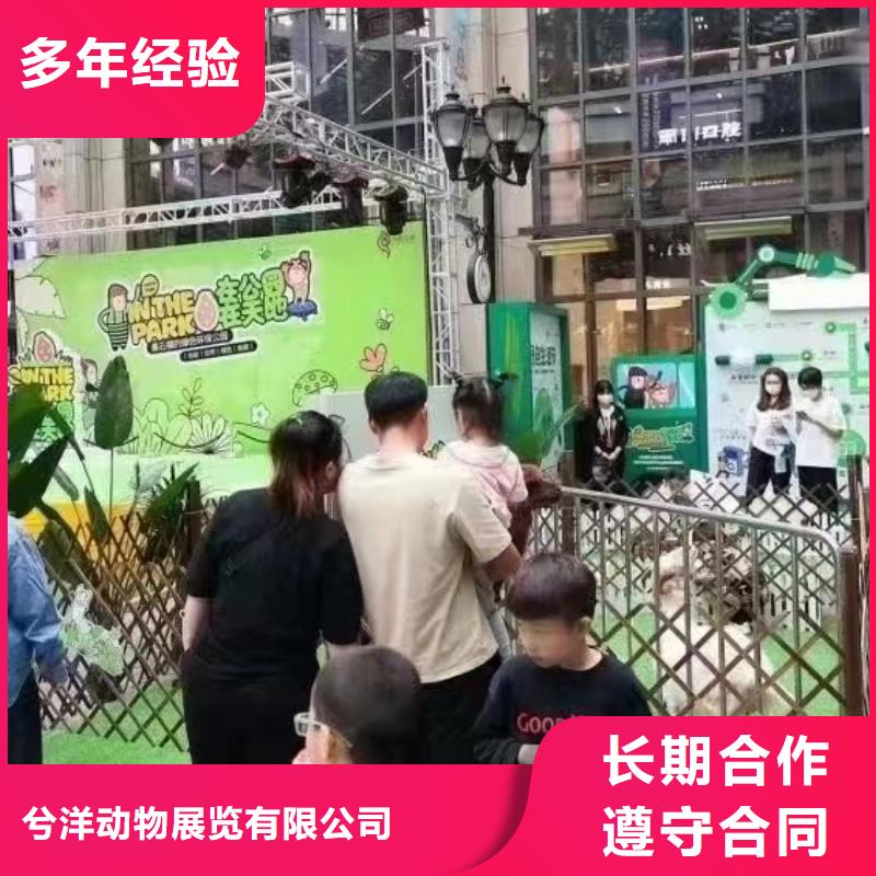 马戏团/羊驼,马戏团表演出租租赁多家服务案例