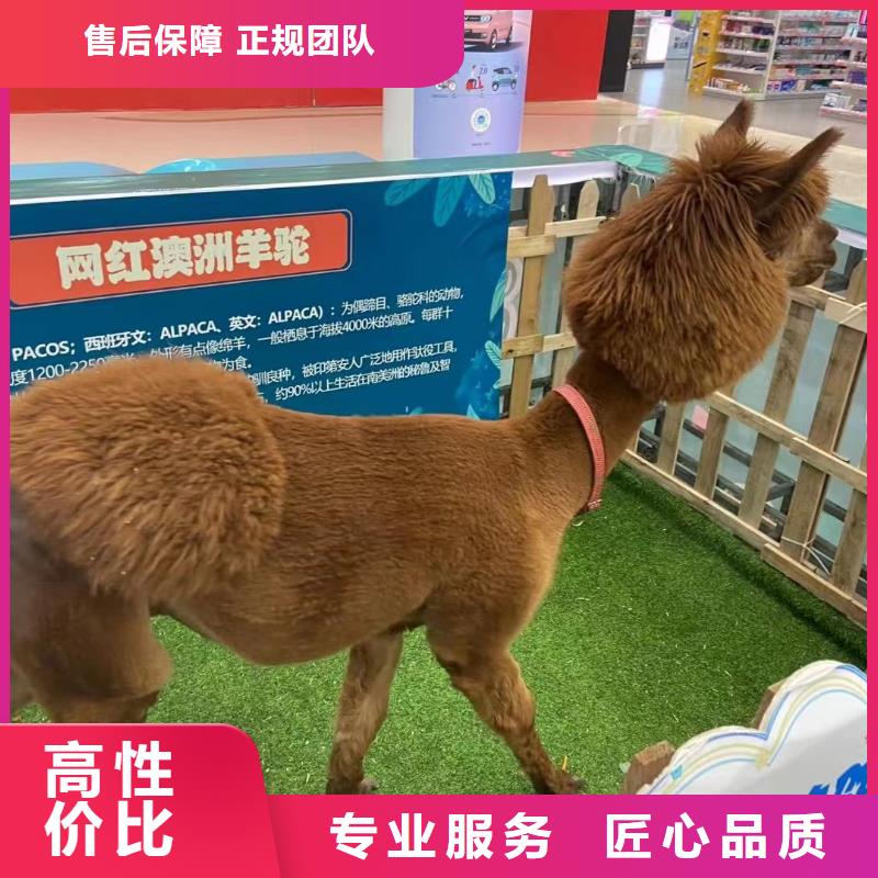 马戏团/羊驼表演羊驼租赁品质服务