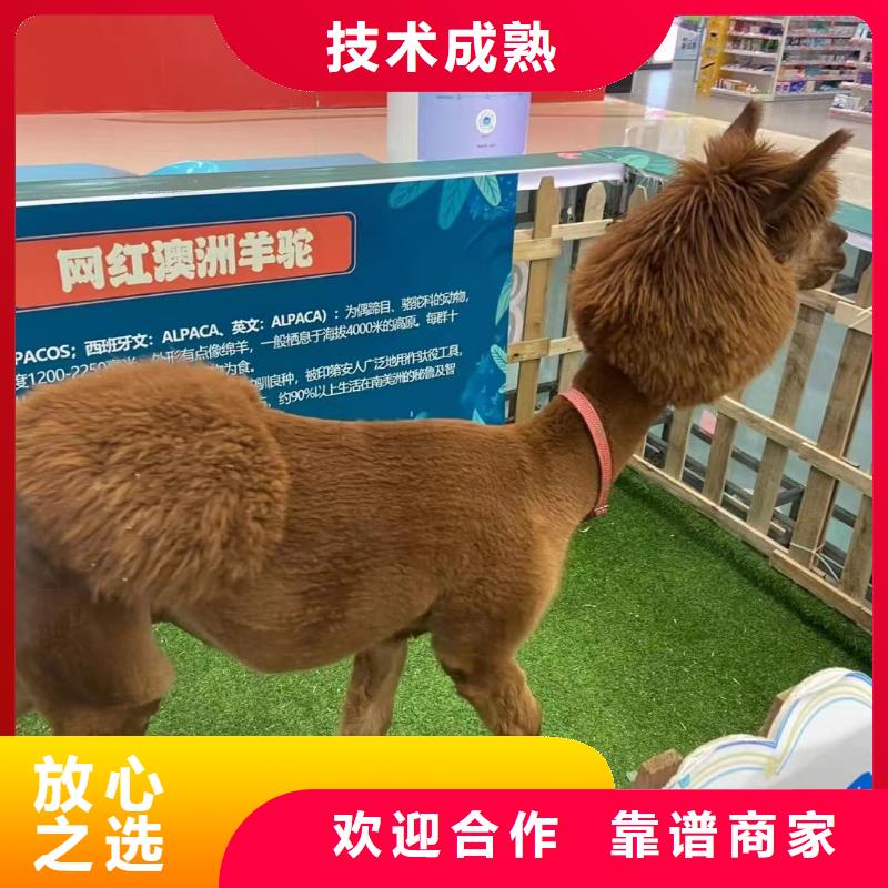 馬戲團/羊駝馬戲團表演出租租賃品質(zhì)卓越