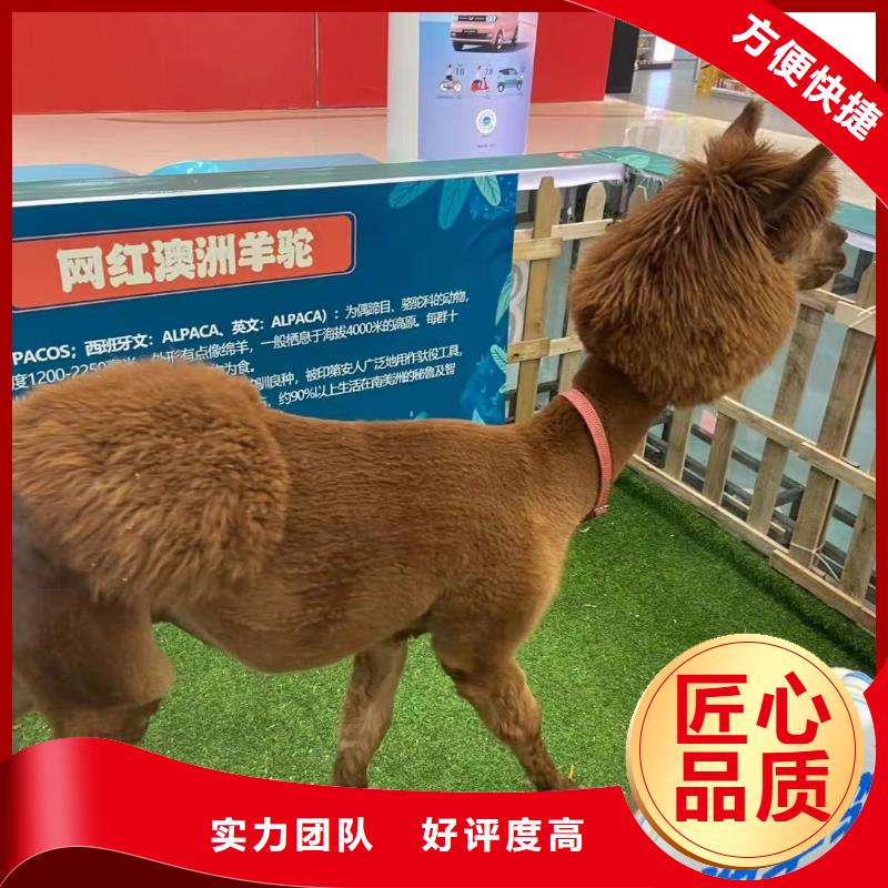 马戏团/羊驼,【出租企鹅表演】解决方案