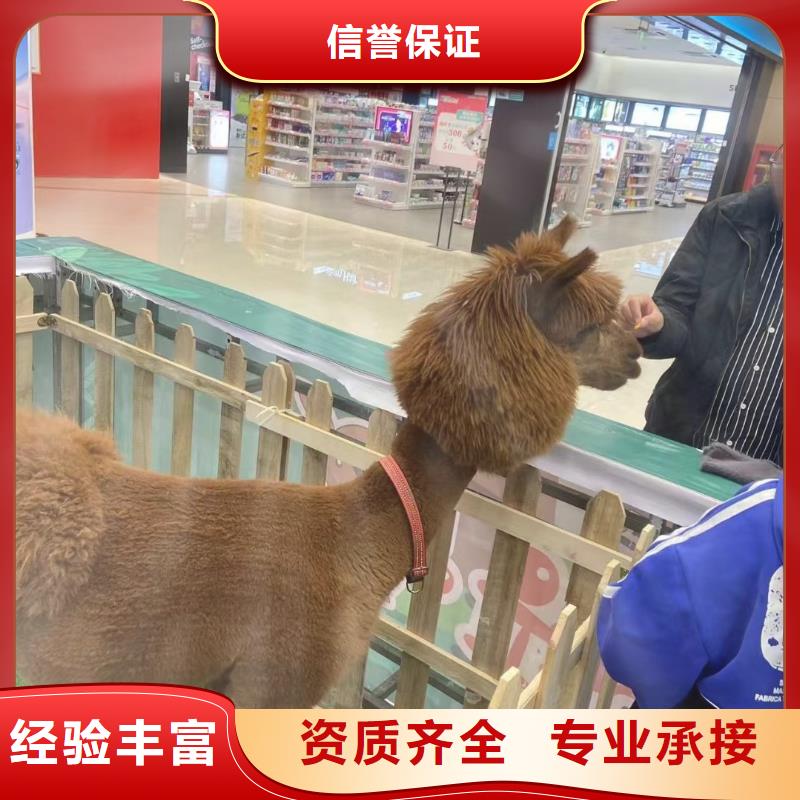 馬戲團/羊駝 出租羊駝良好口碑
