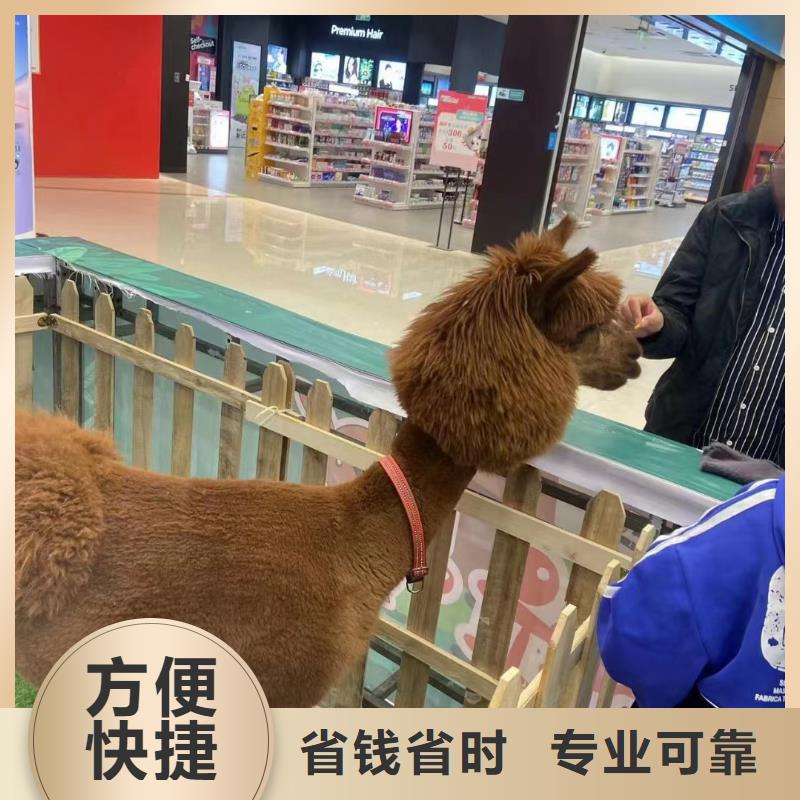 馬戲團/羊駝動物雜技表演價格低于同行