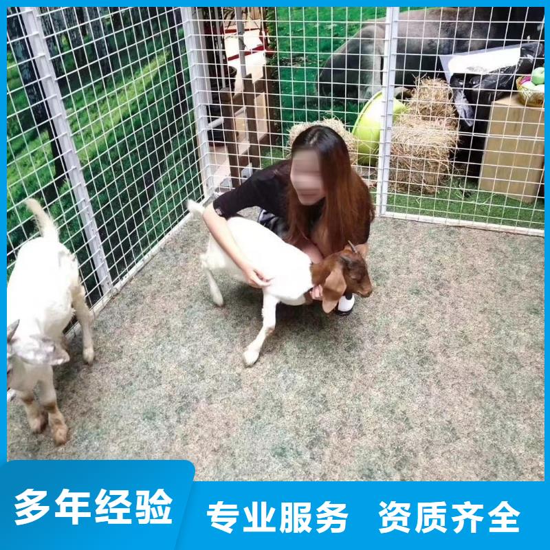 马戏团/羊驼企鹅租赁长期合作