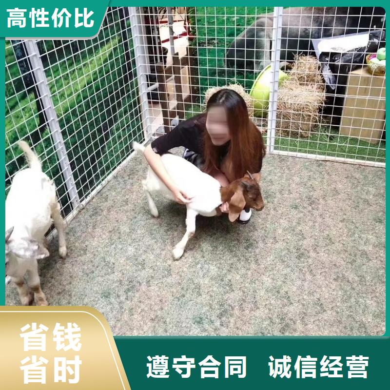 馬戲團(tuán)/羊駝商場(chǎng)馬戲表演出租專業(yè)