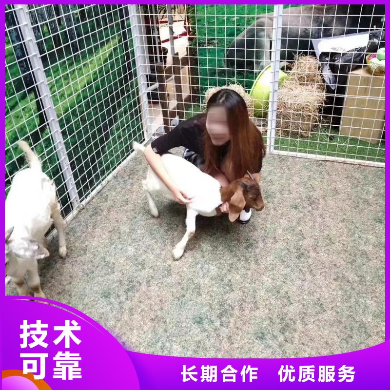 【馬戲團(tuán)/羊駝海獅表演出租品質(zhì)保證】